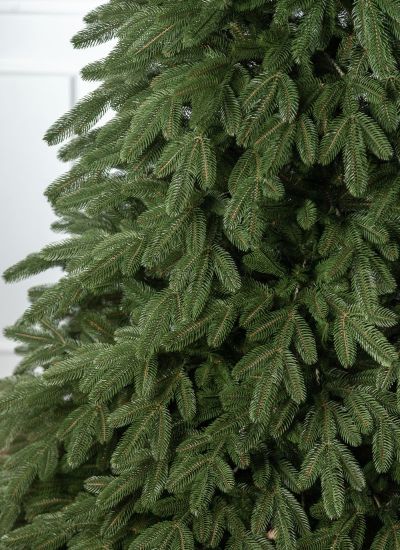 Ялинка лита "Лапландська" Зелена 2,30м 28 фото